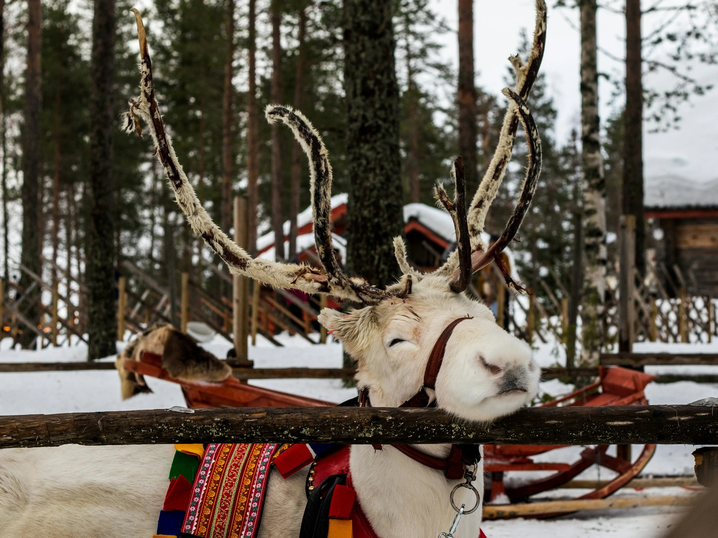 Renna, finlandia, neve, viaggio, vacanza
