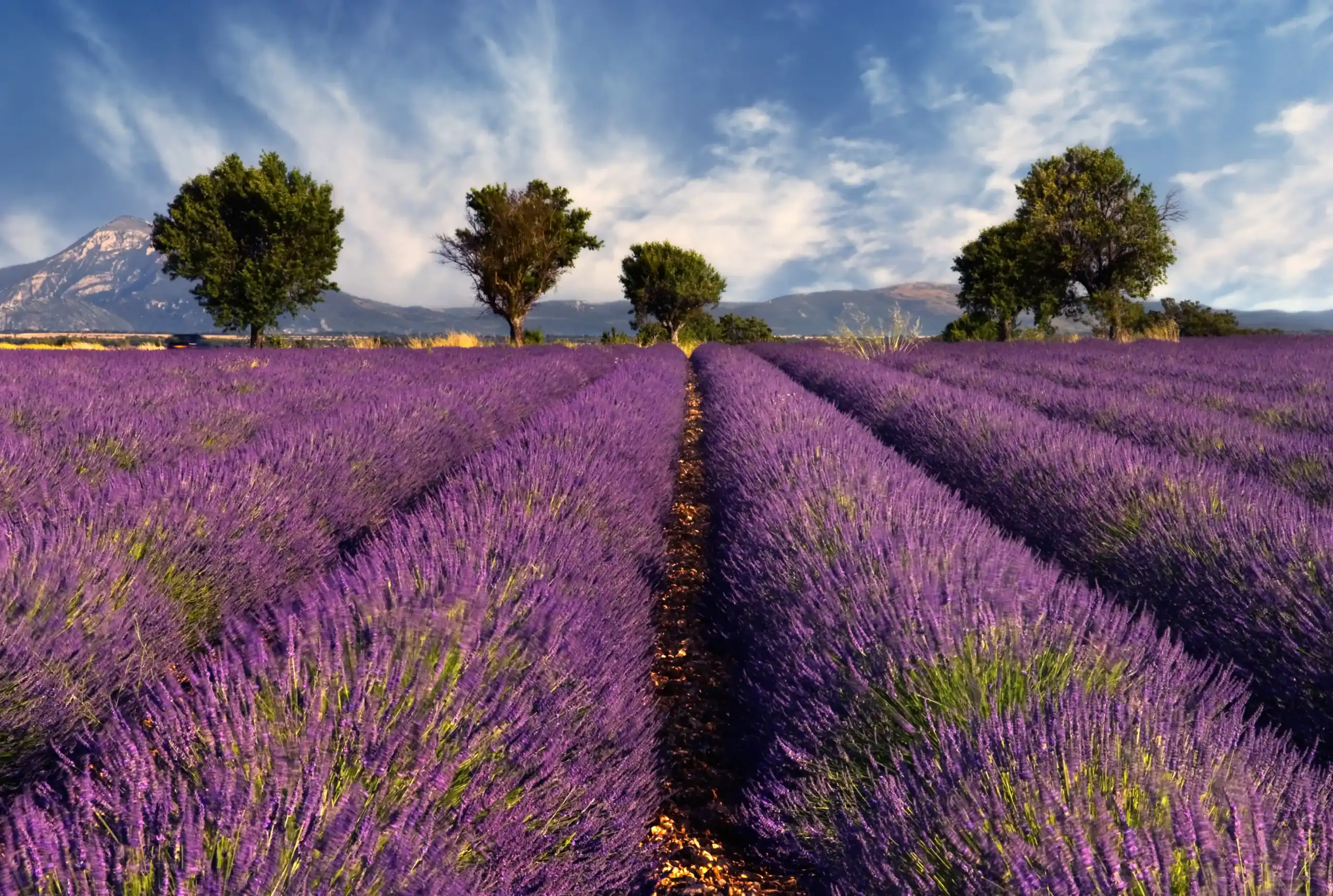 Campi di lavanda sotto un cielo azzurro