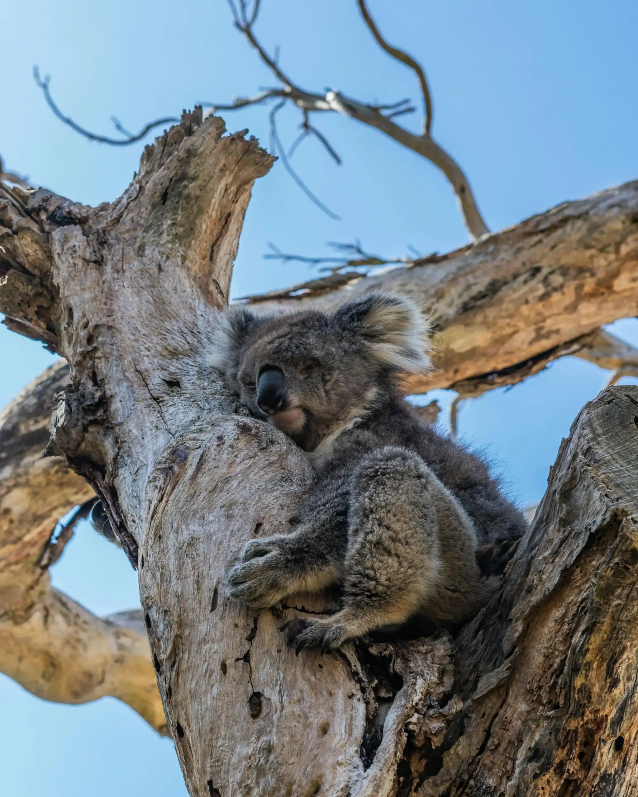 Koala che dorme su un albero