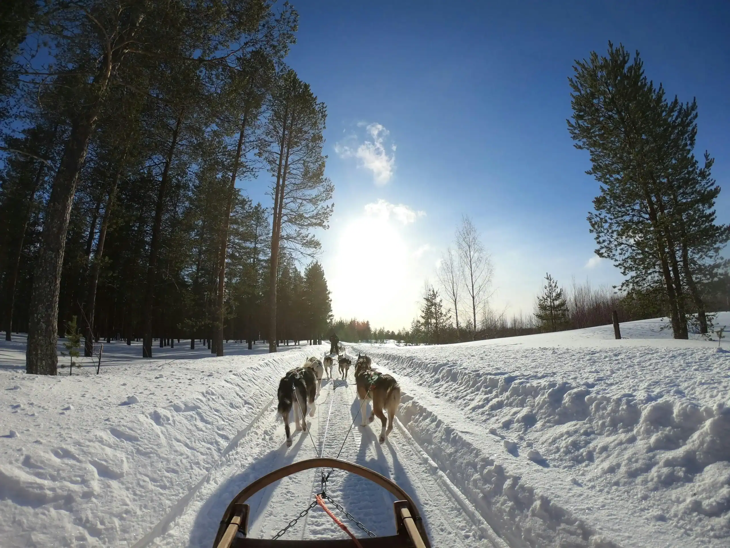 Cani da slitta nel paesaggio innevato