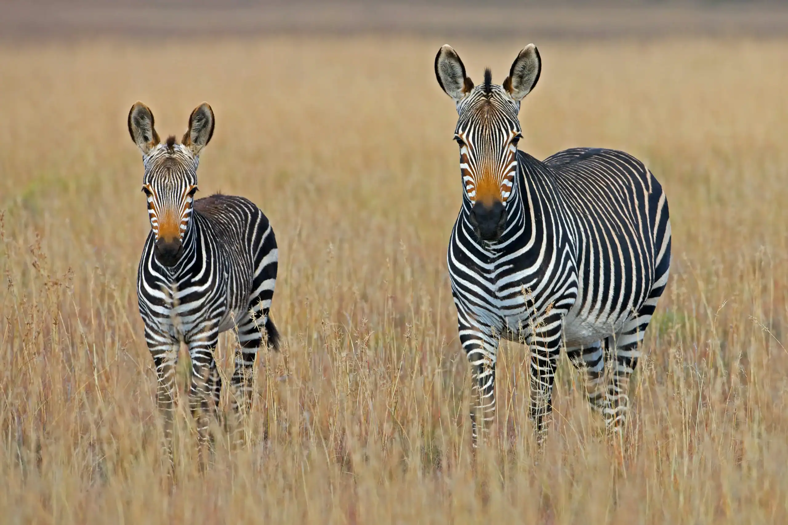 Due zebre in un campo di erba