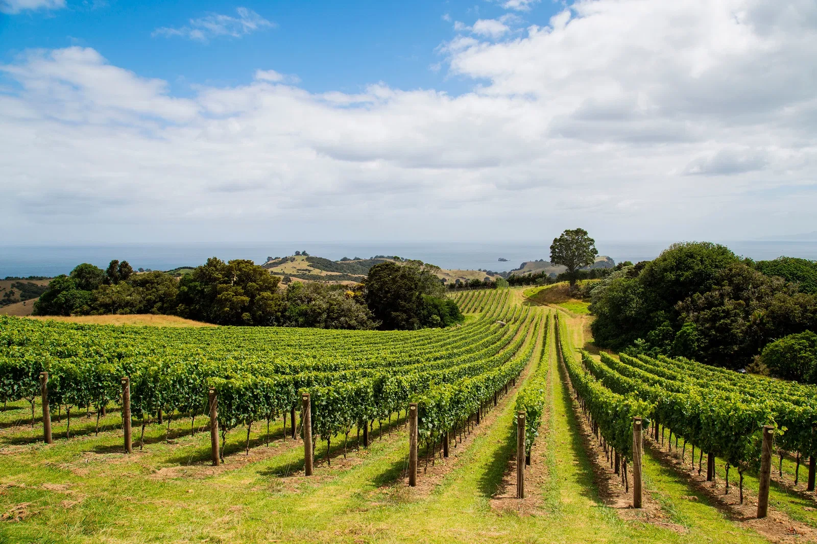 WAIHEKE HIGH SCHOOL