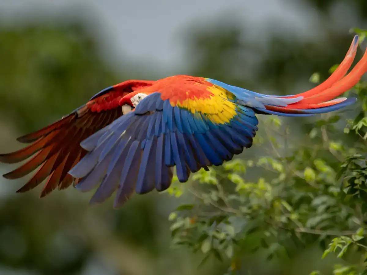 Ara in volo tra gli alberi