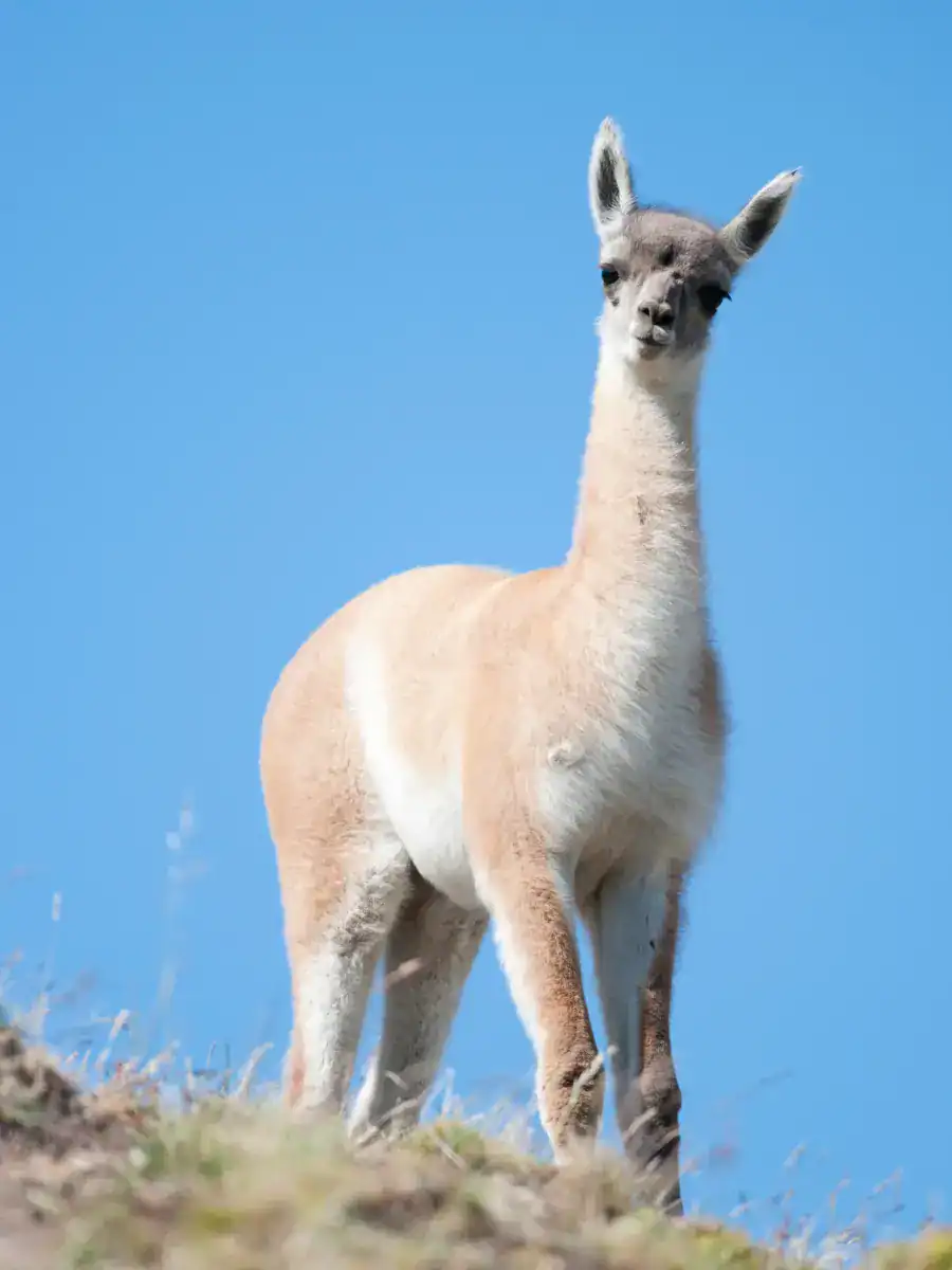 Guanaco su una collina soleggiata