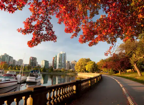 albero autunnale Vancouver canada 