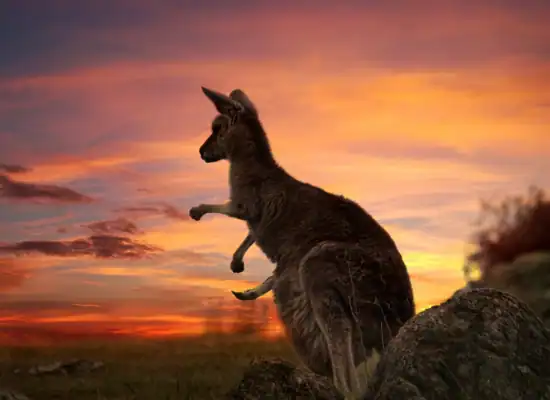 canguro brisbane australia