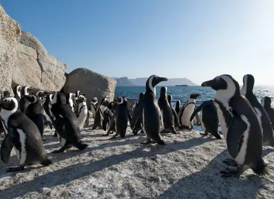 pinguini cape town sudafrica